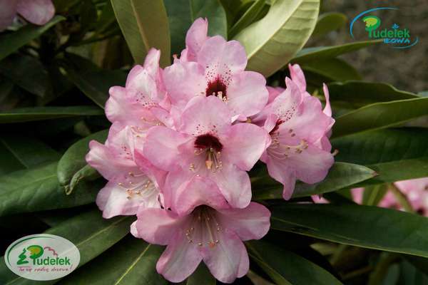 Rhododendron Dominik